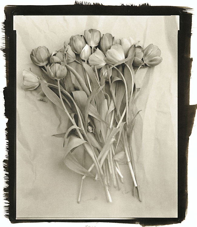 Tulips Tulips
