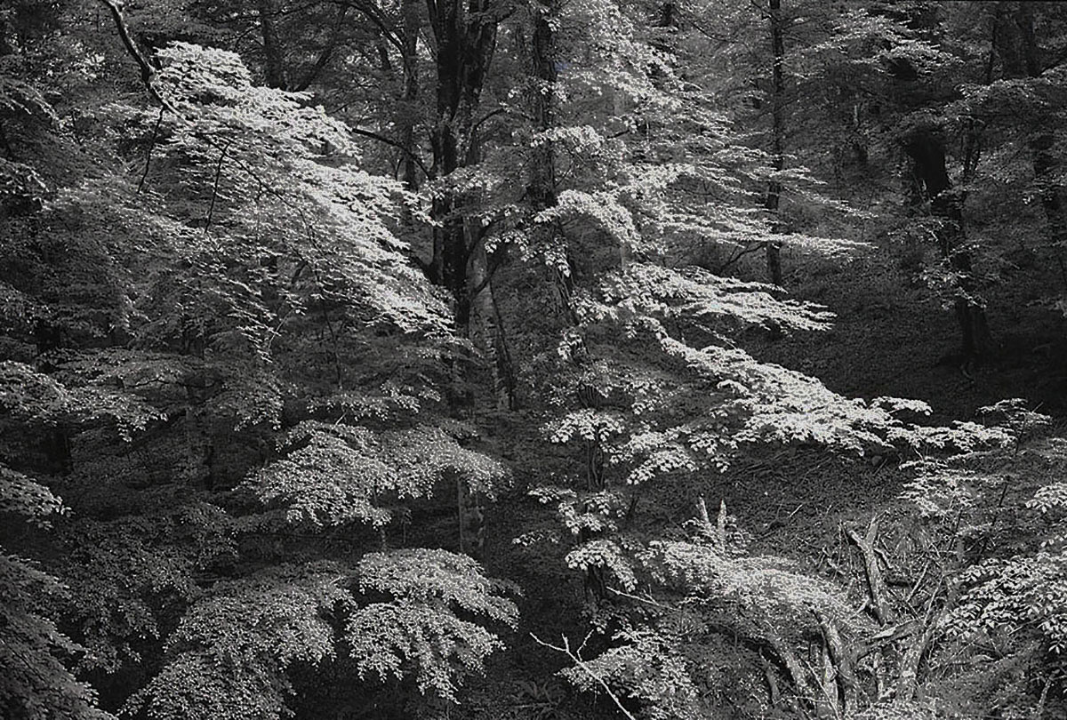 One Day, Umbria Forest, Italy One Day, Umbria Forest, Italy