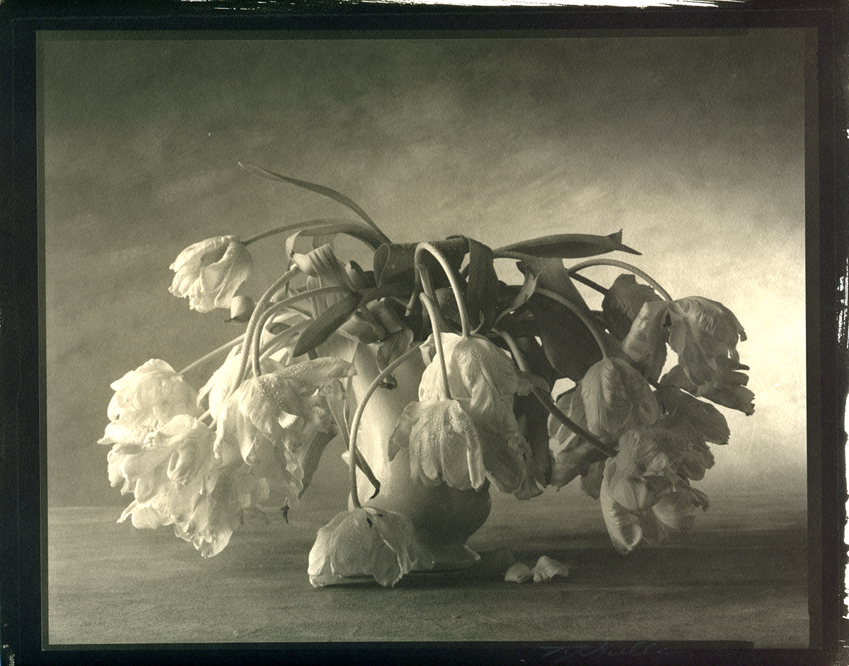 Parrot Tulips