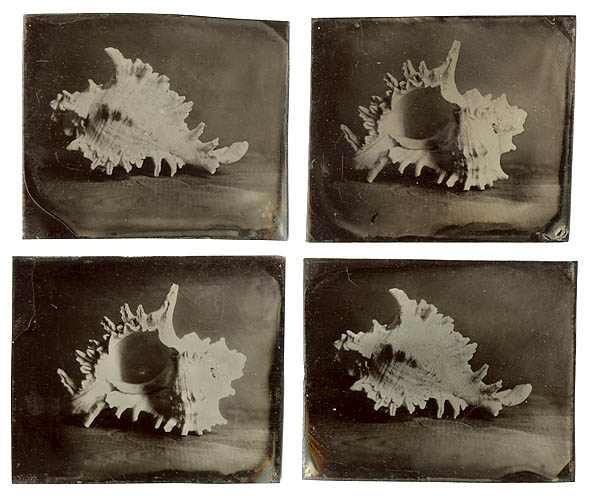 Seashells (Four Plates) Seashells (Four Plates)