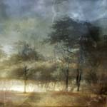 Lisa Holden - Storm Trees (from Series "Constructed Landscapes")
Click for more Images