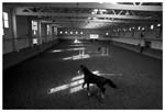 Stanko Abadic - Horse, Zagreb,Croatia
Click for more Images