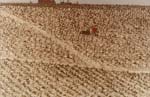 Eduardo Pareiras Hurtago - Trabajo De Invierno (Winter Work), Vineyard, Jerez
Click for more Images
