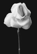 Andrea M. Baldeck - Long Stemmed Rose
Click for more Images