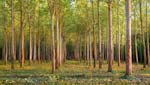 Walter Holt - Woodlot
Click for more Images