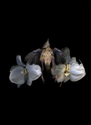 Thomas John Shillea - Bird and Flowers: Flemish Style
Click for more Images