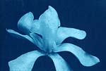 Anonymous (English) - Flowers
Click for more Images